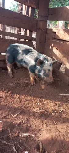 Mini porco