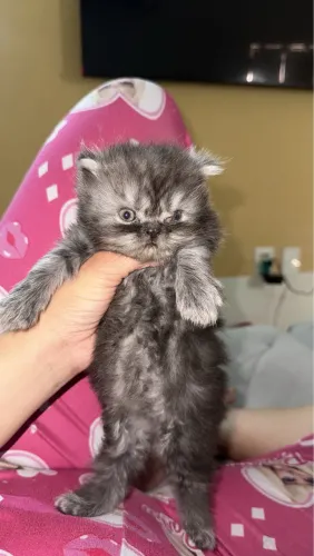 Gato persa