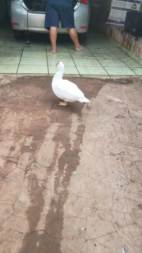 Pato a venda