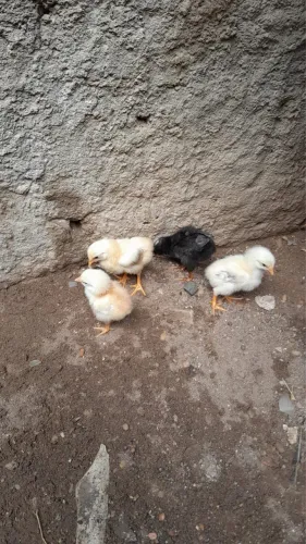 Vende se galinhas pintos e galos