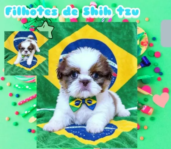 Filhotes de Shih tzu, com qualidade e garantia, em até 12x no cartão.
