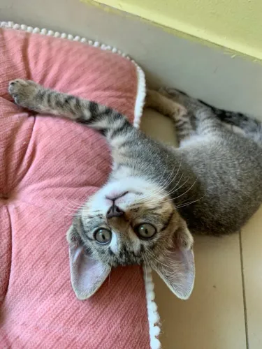 Adoção responsável 