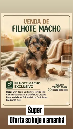 Filhote shihtzu com york