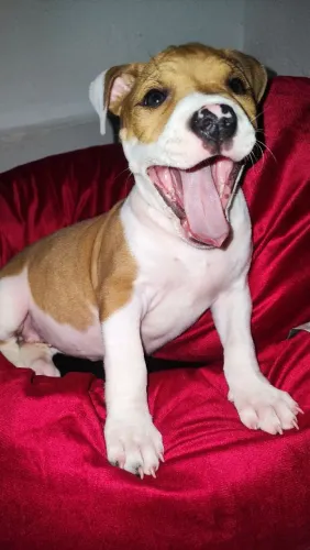 Filhote de Pitbull 