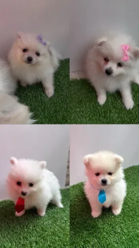 Filhote Lulu da pomerânia