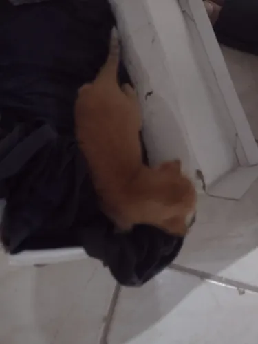 Gato laranja