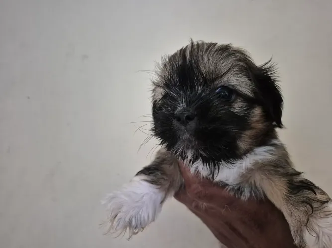 Lindos machinhos shih tzu