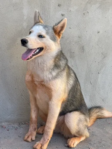 Cachorro 