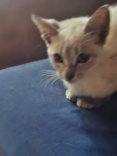Gatos pra doações