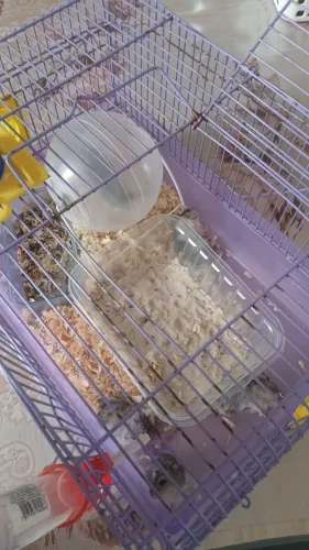 Hamster filhote