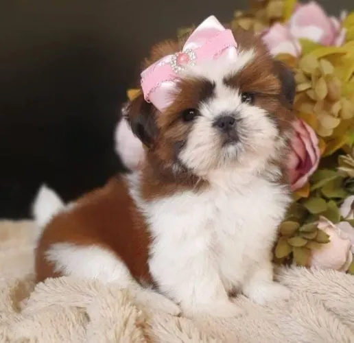 Shih tzu fêmea
