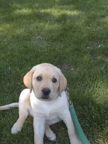 Filhotes de Labrador | Amizade que dura a vida toda.