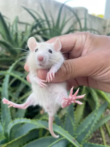 Rato Twister filhotes 