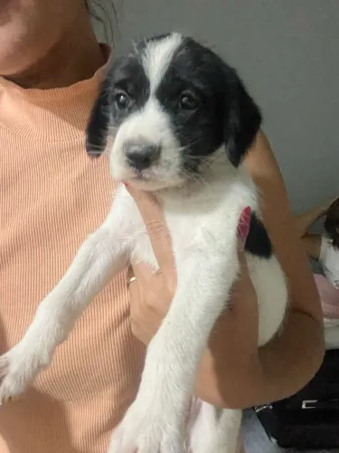 Adoção responsável