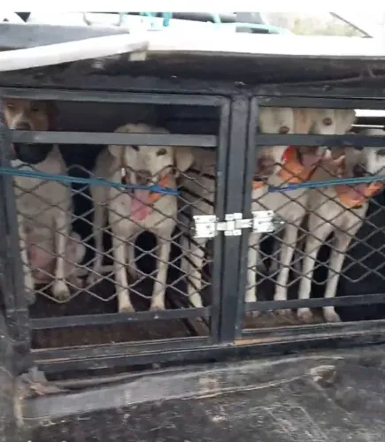  transporte cães 