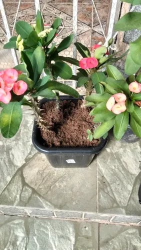 Plantas