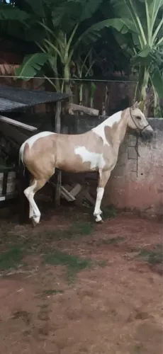 Égua pampa de baia
