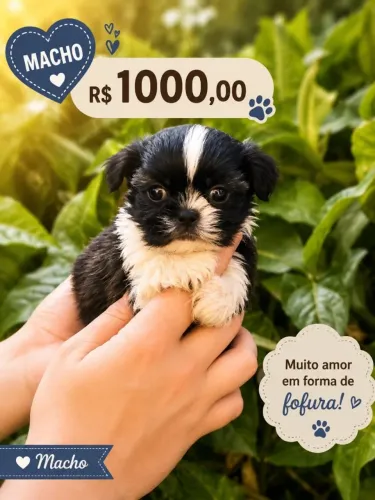 Shihtzu, seu melhor companheiro!