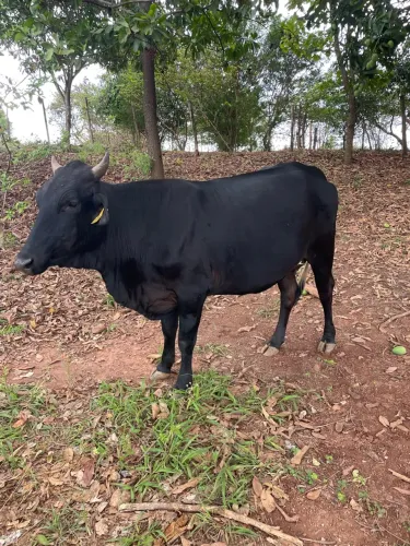 Novilha