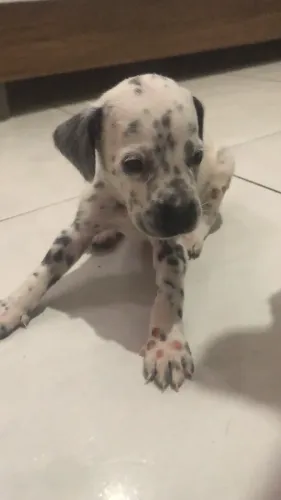 Cachorro dálmata
