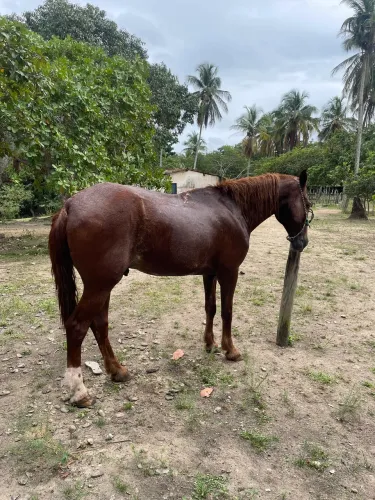 Vende-se cavalo baixero ou troco