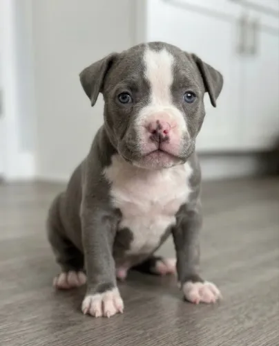 Filhote de American Bully XL - Pronta Entrega!