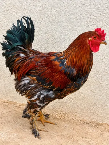 Galo