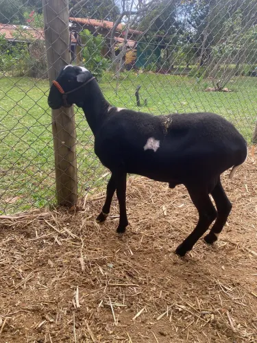 Vendo Carneiro Santa Inês 