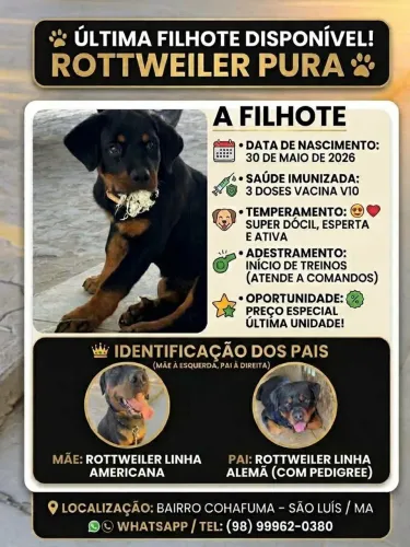 Venda de Filhote Pura Rottweiler