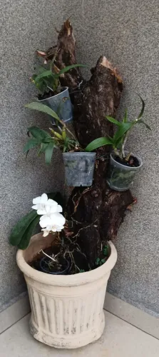 Tronco com Orquídeas 