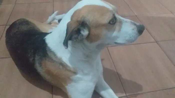 Doando Cachorra Castrada