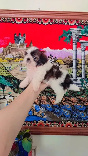 Filhotes mini shih tzu