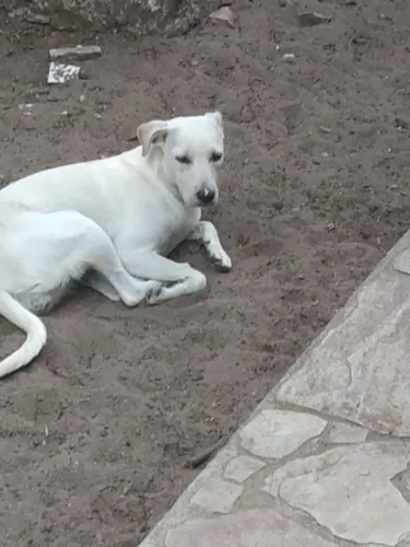 Cachorro ?