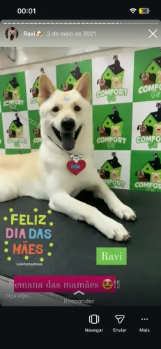 Cachorro chowchow com pastor suíço