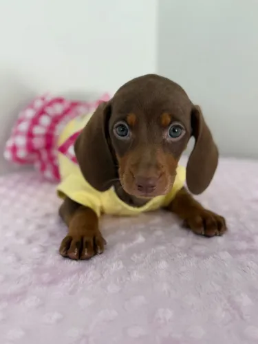Filhote Dachshund Salsicha