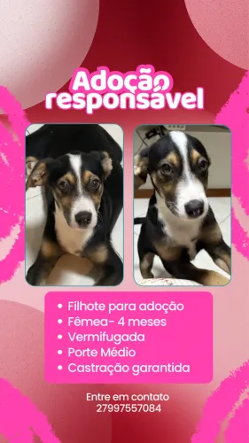 ADOÇÃO CACHORRINHA