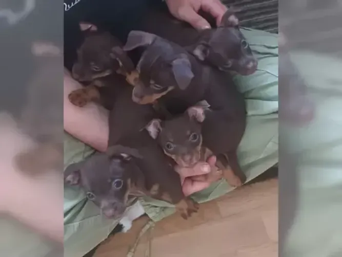 Filhotes de Pinscher/Pincher Legítimos Macho e Fêmea Vacinados em SP