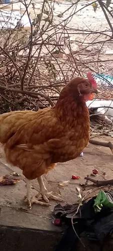 Galinha dourada botadeira