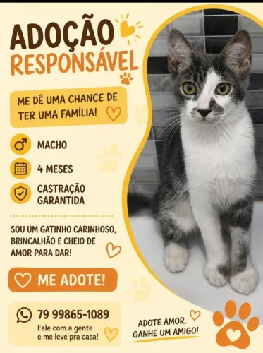Gato para adoção 