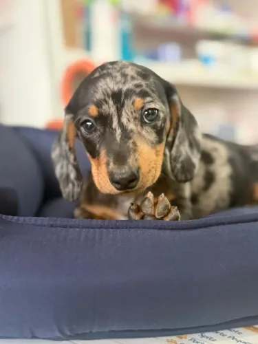 Basset Alerquim mofadinho exótico macho