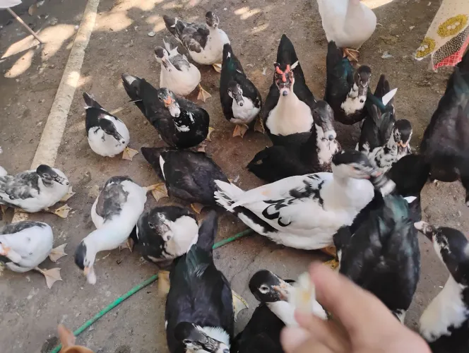 Pato adulto macho é fêmea 