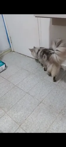 Maine Coon filhote de 10 meses CASTRADO
