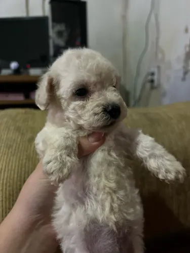 Cachorras Poodle toy