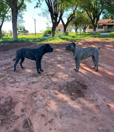 Filhotes de Cane Corso