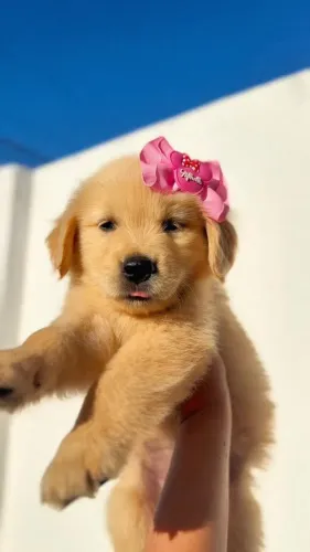 Linda filhote de Golden Retriever