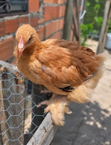 Franguinho Brahma Lemon "não troco por galinha"