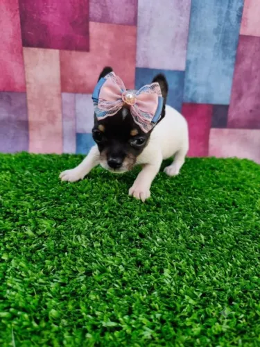 Uma Fofura de Pinscher