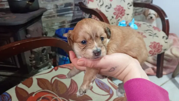 Filhotes de poodle para venda