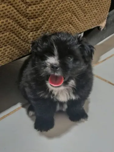 Vendo esse filhote mistura lulu-da-pomerania e Shitzu tem um mês 300$
