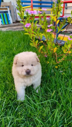 Filhote de Chow Chow 